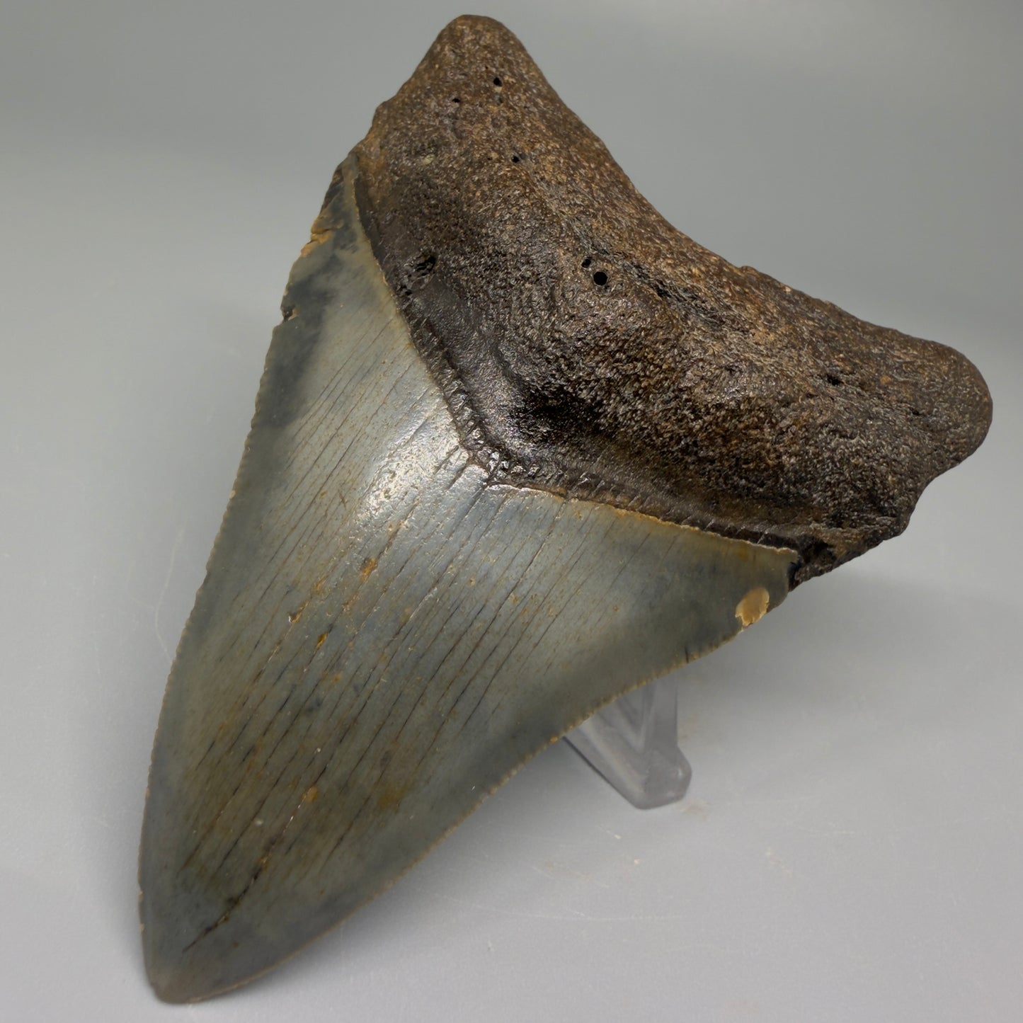 Front Right angle 3.43″ Authentic Megalodon Tooth – North Carolina Fossil CM5384