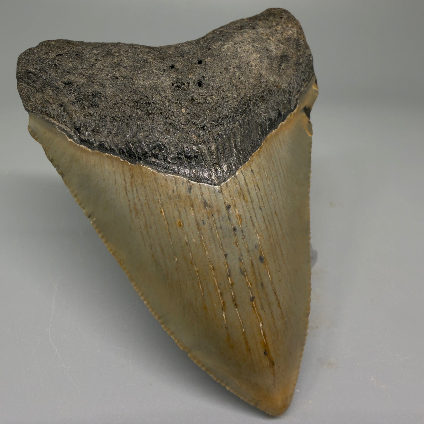 Front Left View 3.28″ Authentic Megalodon Tooth from Offshore North Carolina CM5383