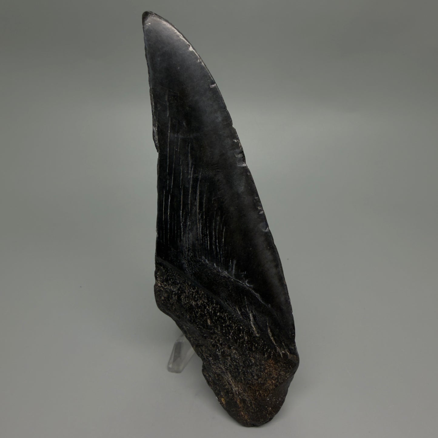 Back View Large, affordable 6.00" Fossil Monster Megalodon Tooth - South Carolina, USA CM6264