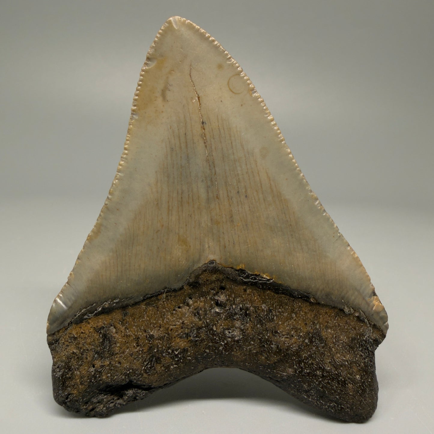 3.12″ Authentic Megalodon Tooth from Offshore North Carolina