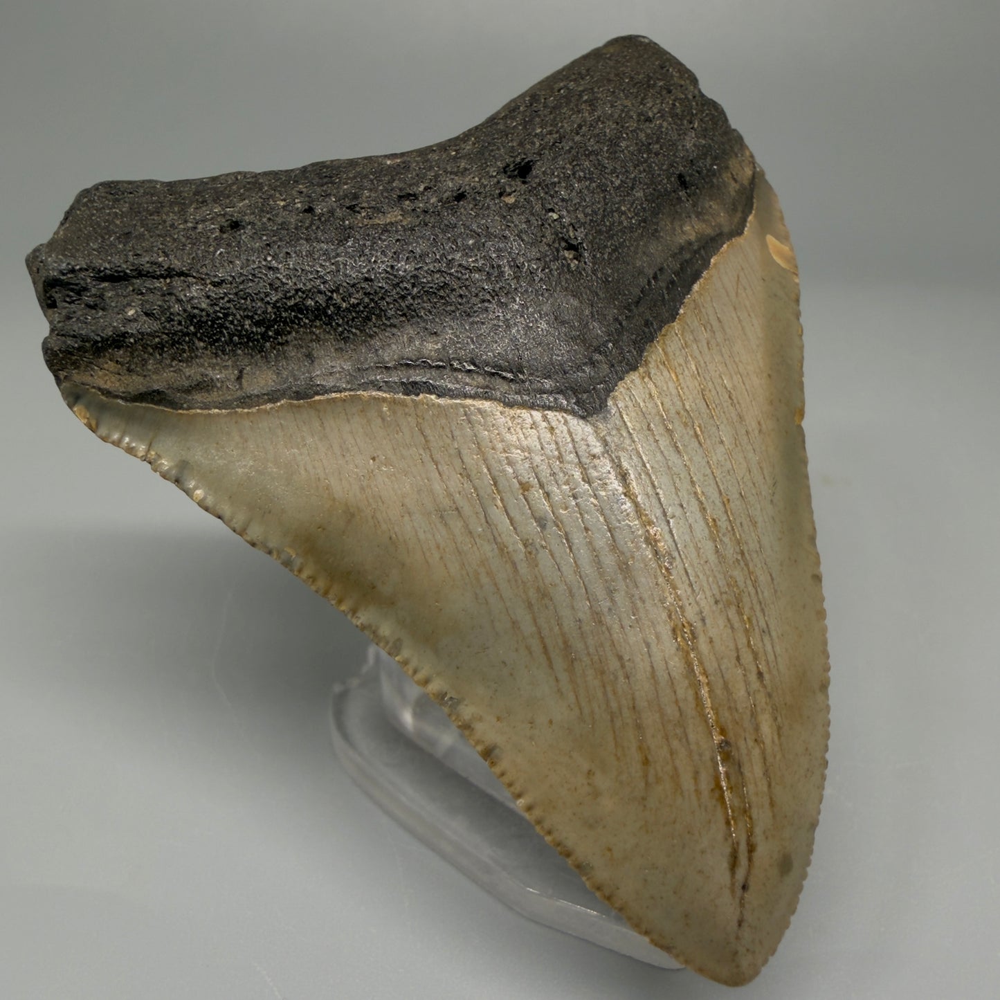 Front Left View 3.12″ Authentic Megalodon Tooth from Offshore North Carolina CM5381