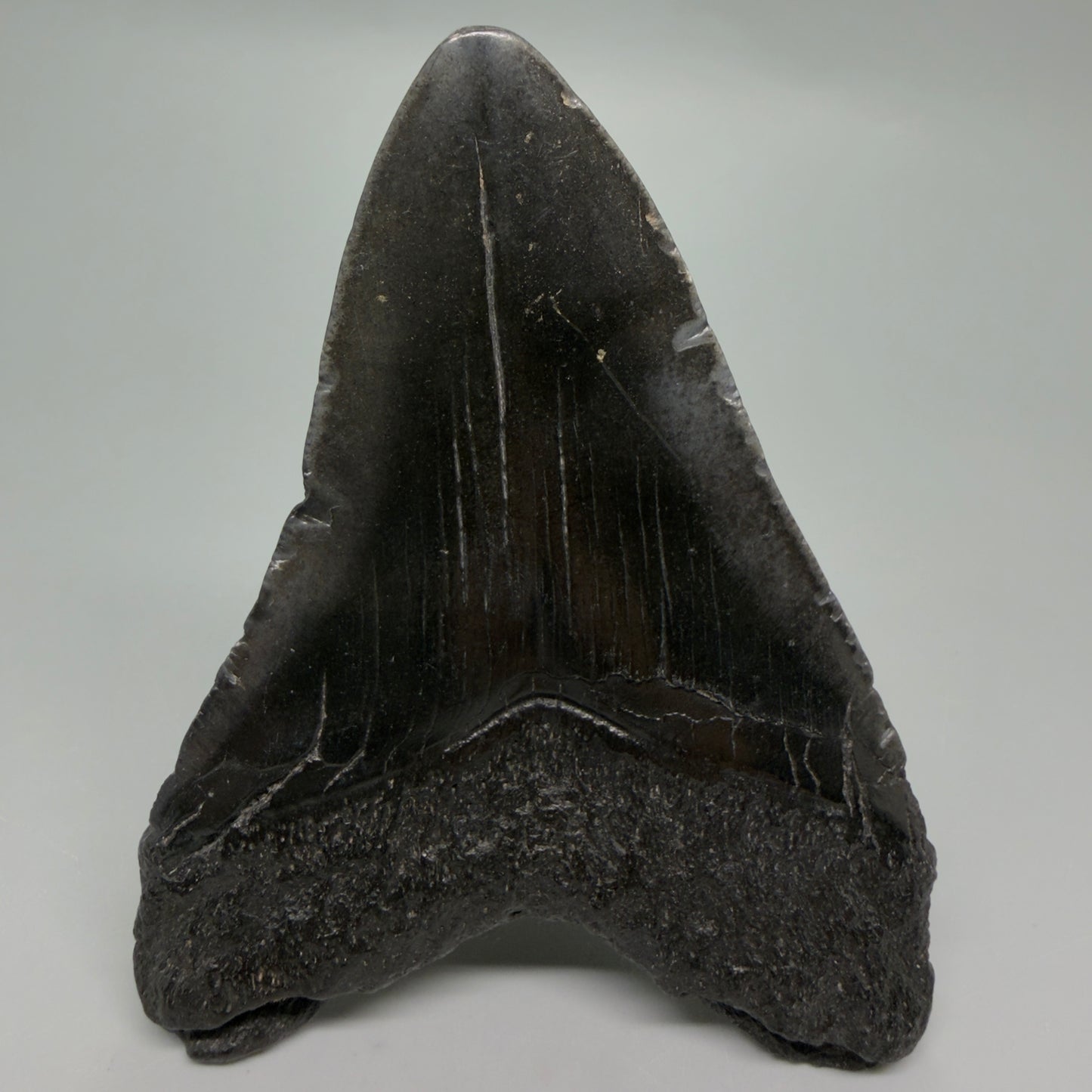 Back View Dark colors 3.84" Megalodon Tooth from South Carolina CM6254