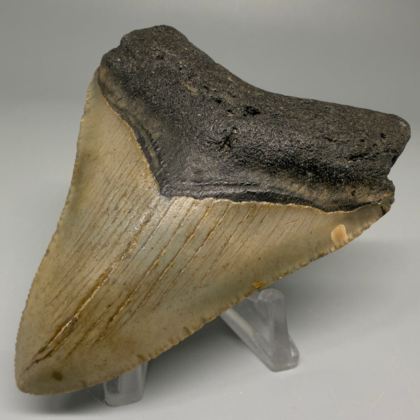 Front Right View 3.12″ Authentic Megalodon Tooth from Offshore North Carolina CM5381
