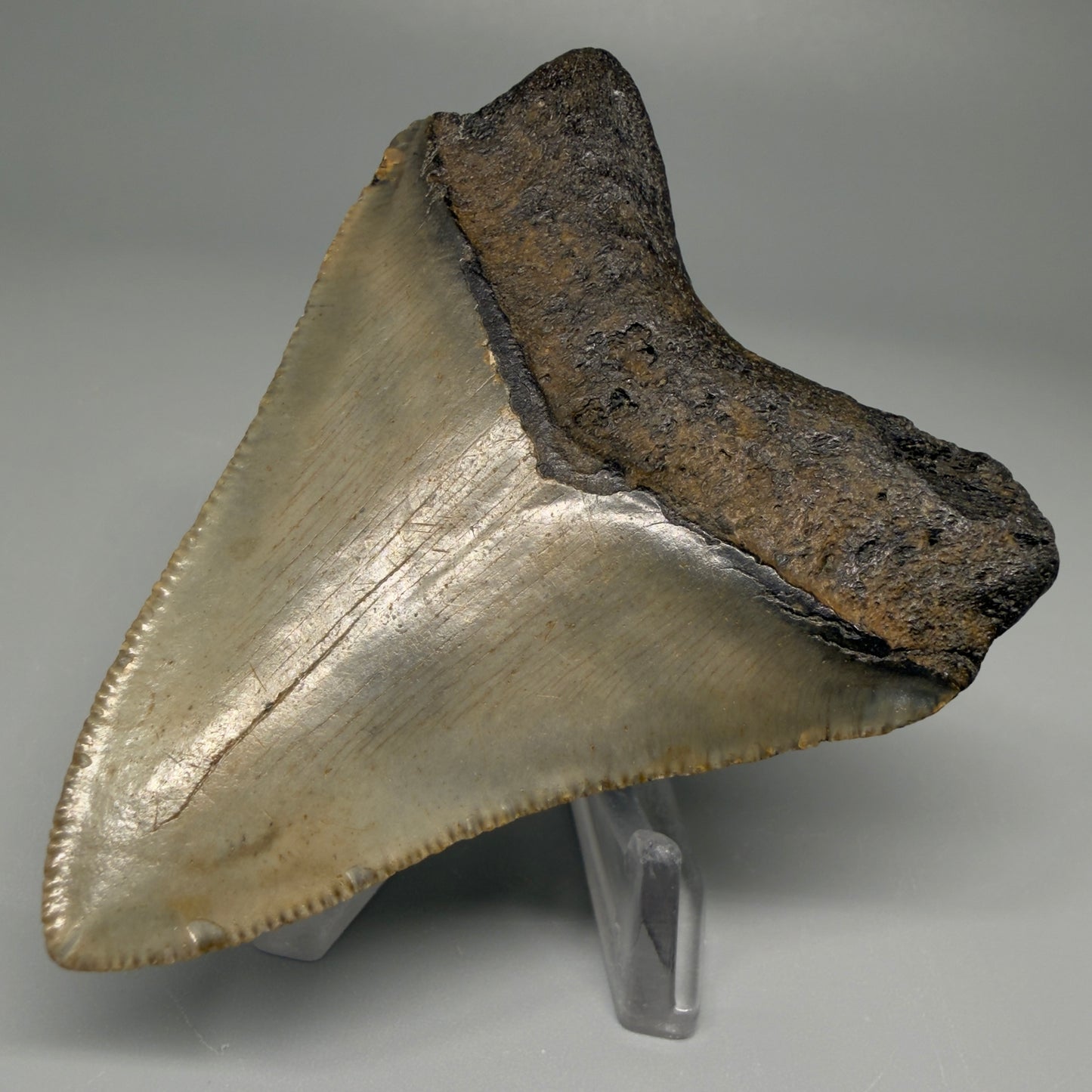 3.12″ Authentic Megalodon Tooth from Offshore North Carolina