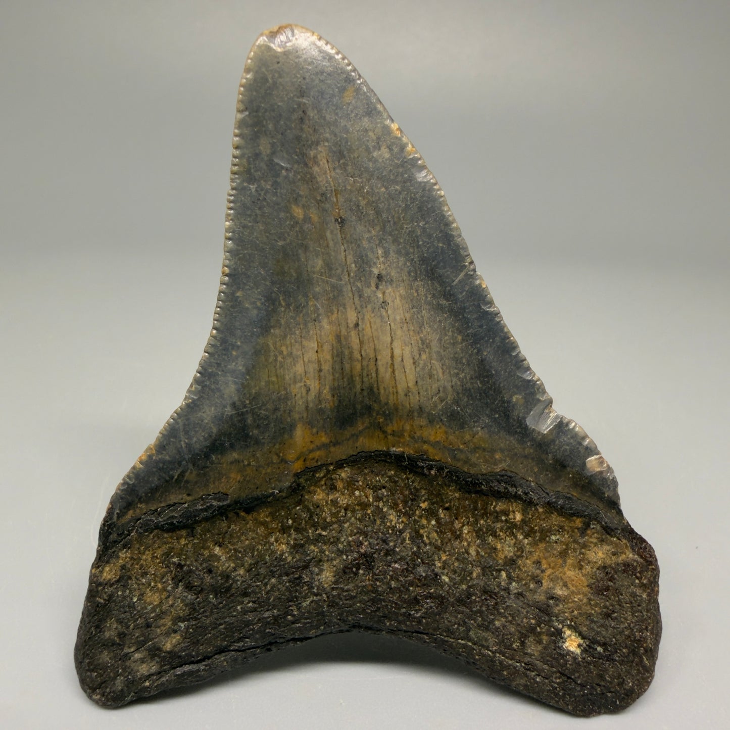 Back View 3.11″ Authentic Megalodon Tooth from Offshore North Carolina CM5392