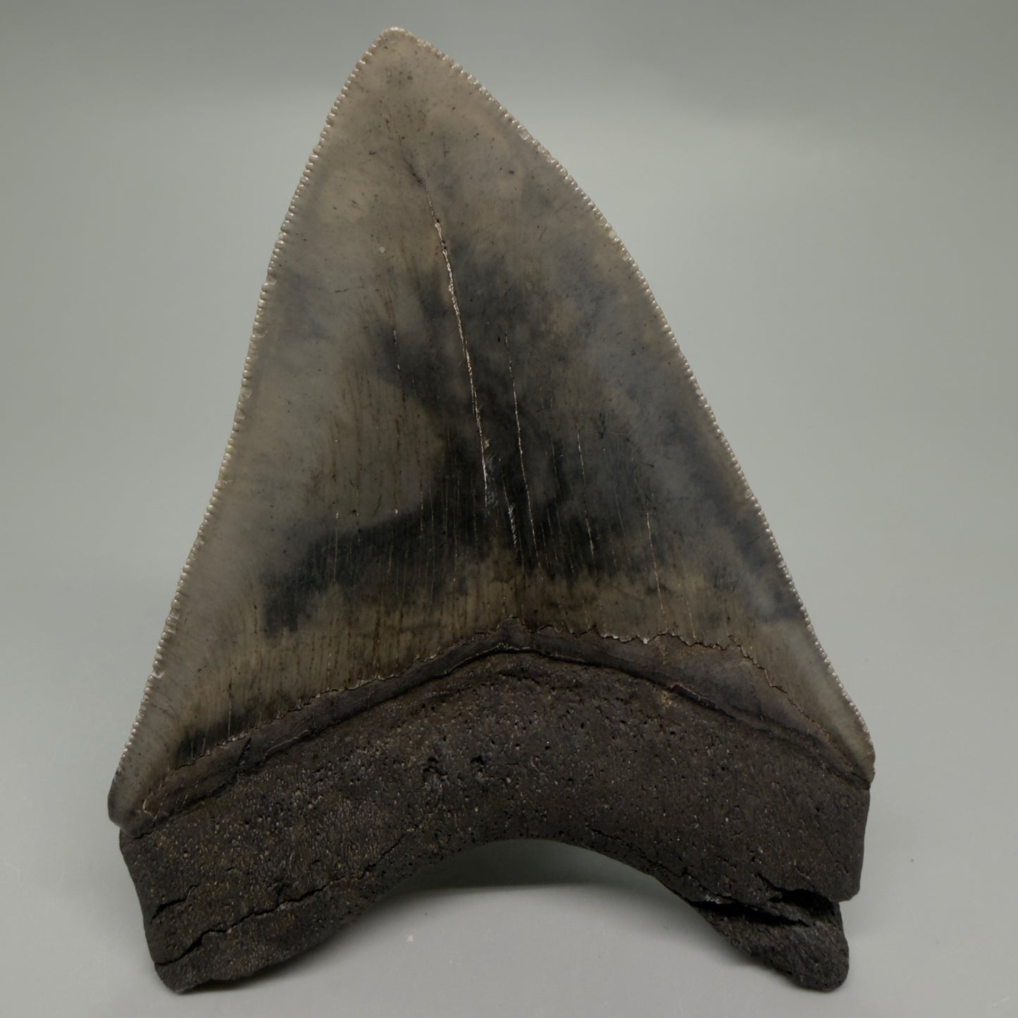 Back View Authentic 4.04" Collector Megalodon Tooth from South Carolina – Very Colorful CM6255