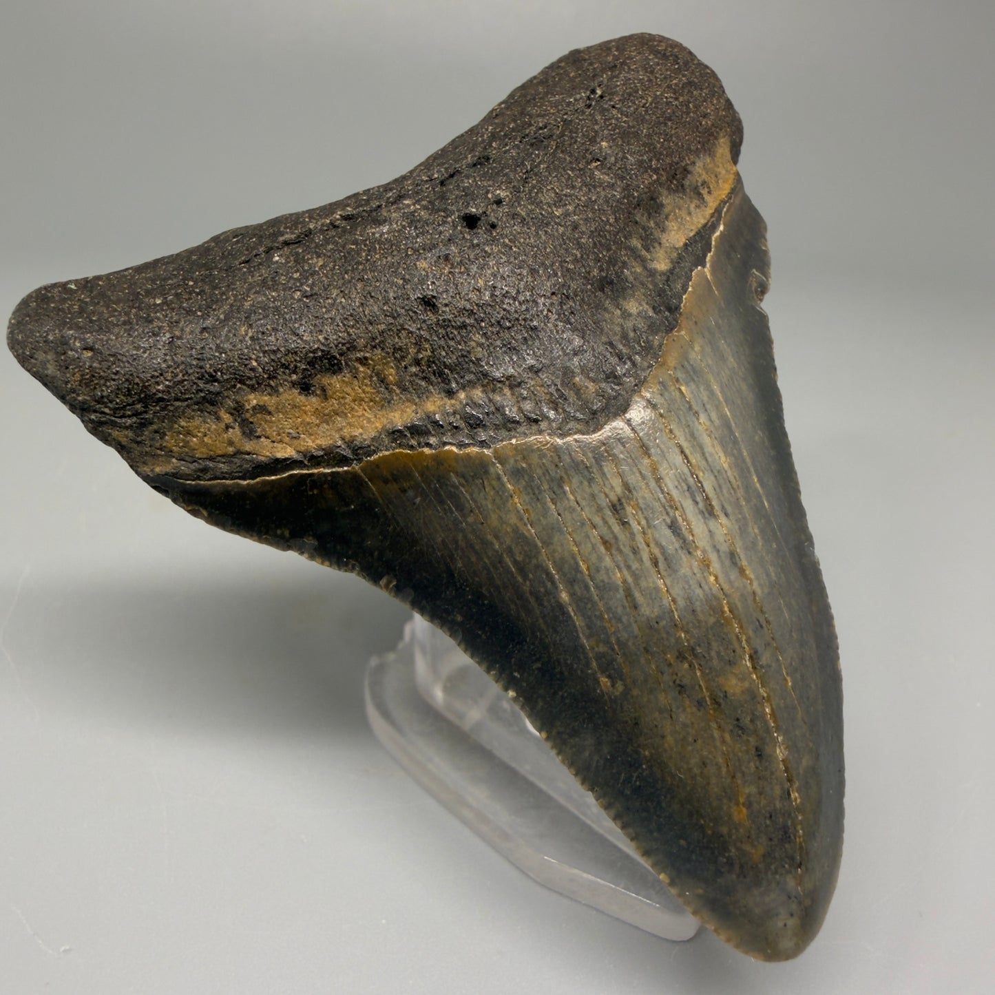 Front Left View 3.11″ Authentic Megalodon Tooth from Offshore North Carolina CM5392