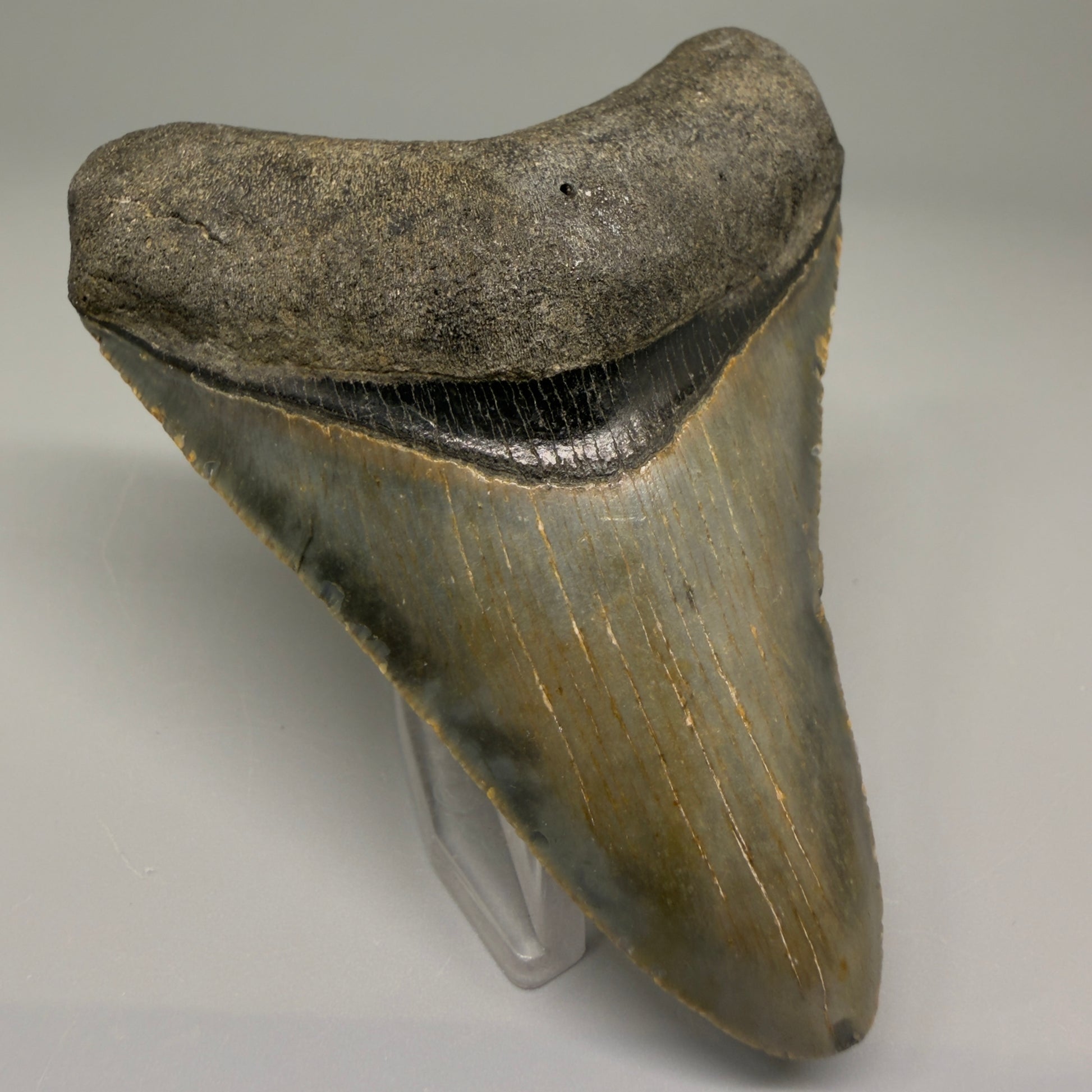 Front Left view 3.33-inch authentic Megalodon tooth fossil from North Carolina, showing natural enamel and root detail CM5394
