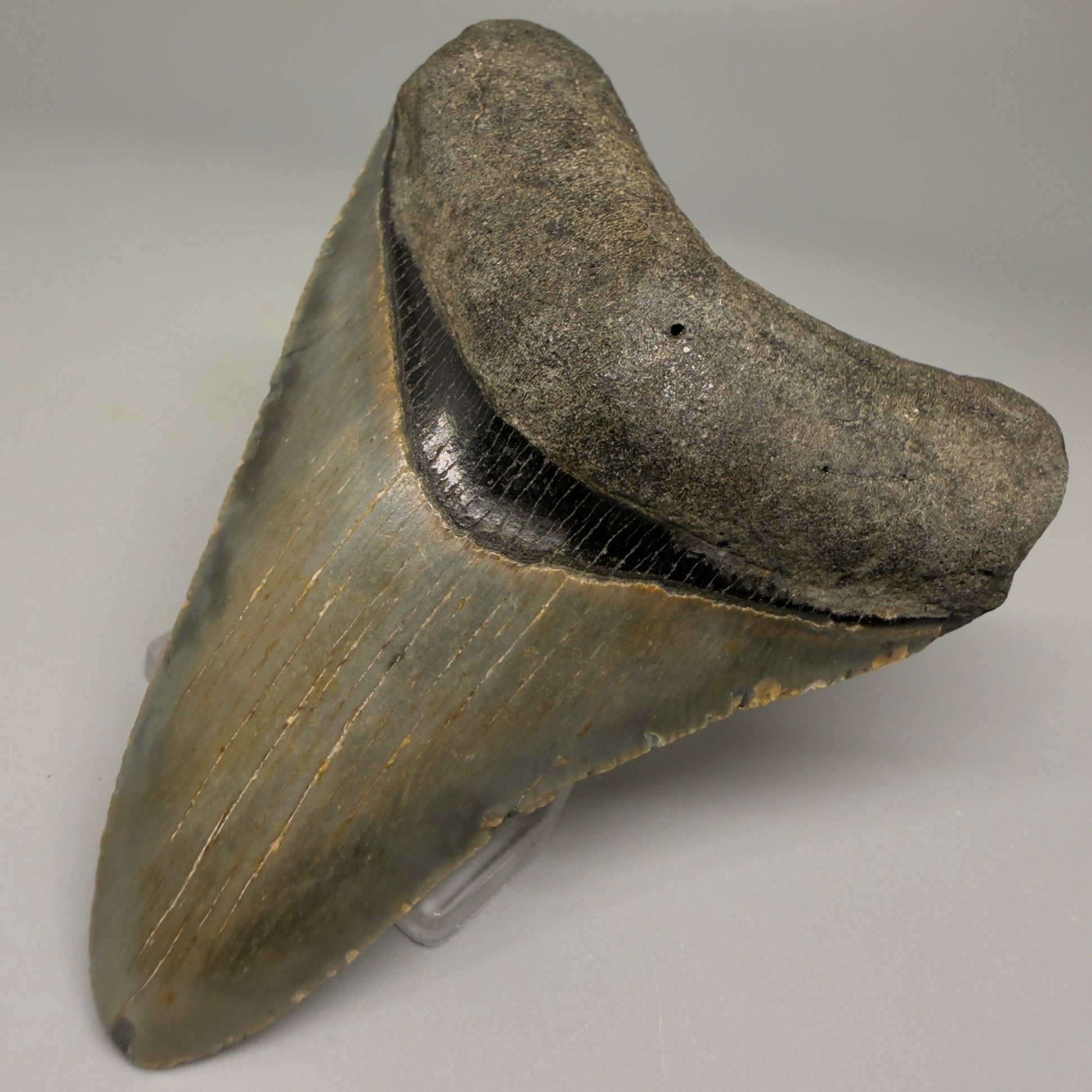 Front right view 3.33-inch authentic Megalodon tooth fossil from North Carolina, showing natural enamel and root detail CM5394