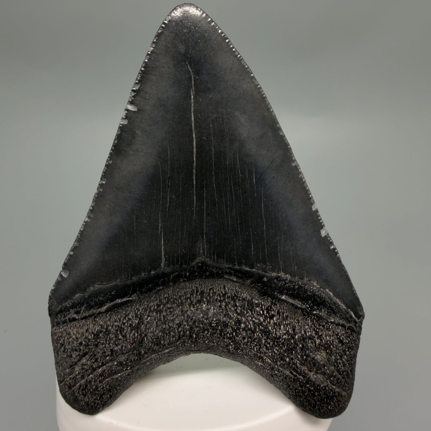 Back Dark colors, heart-shaped 3.40" Megalodon Tooth from South Carolina CM6250
