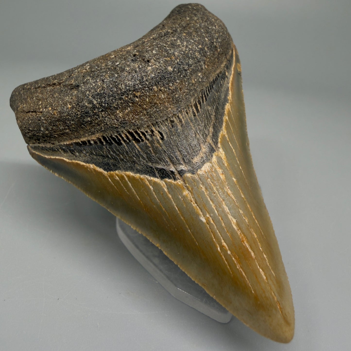 3.11″ Authentic Megalodon Tooth from Offshore North Carolina
