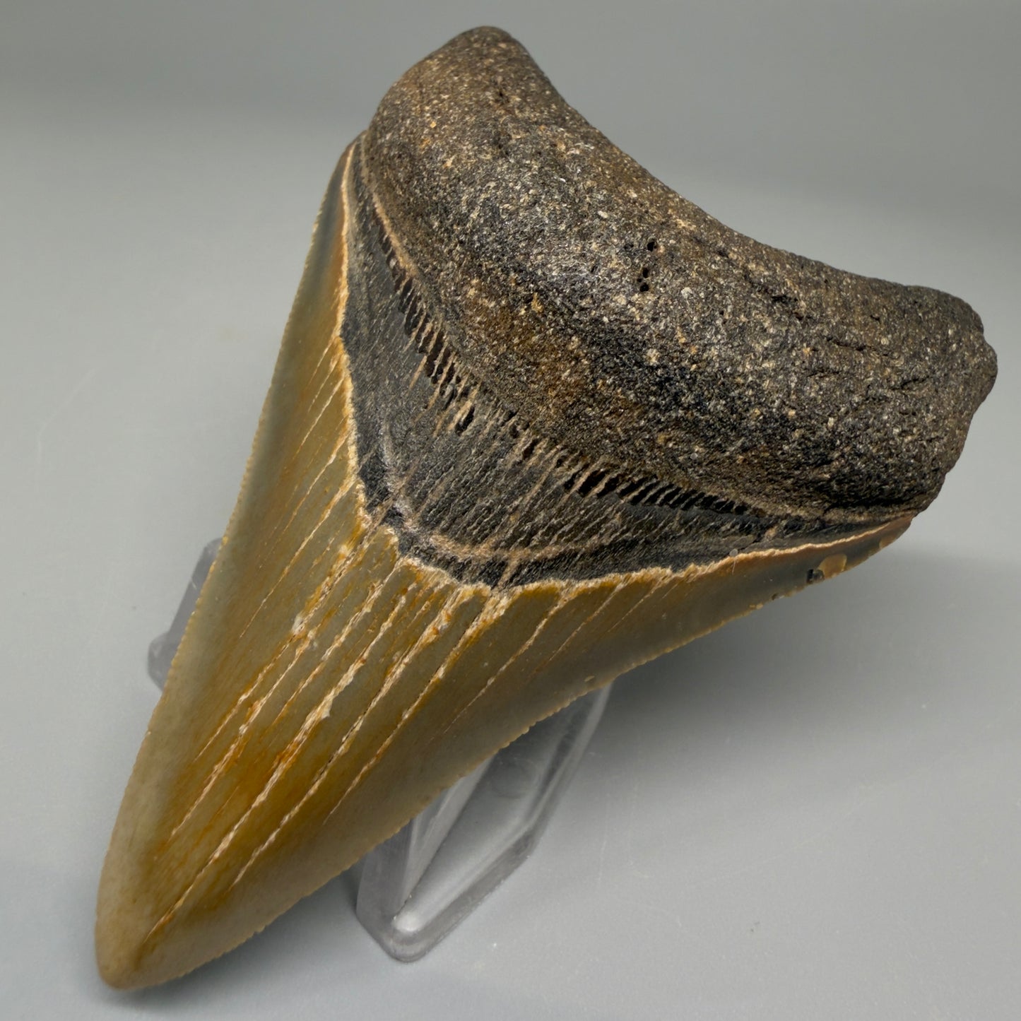 Front Right View 3.11″ Authentic Megalodon Tooth from Offshore North Carolina CM5393