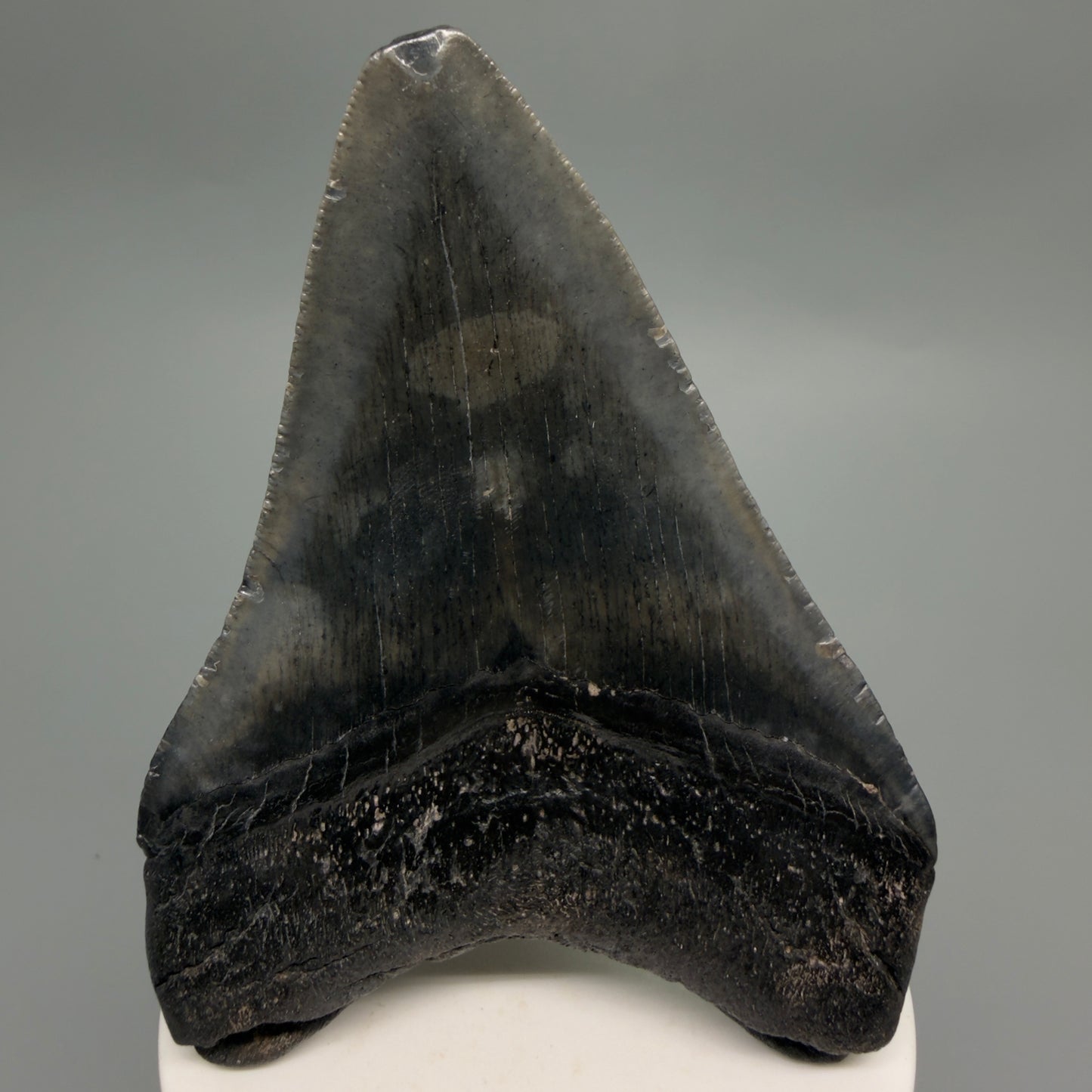Back View Dark colors 3.73" Megalodon Tooth from South Carolina CM6252