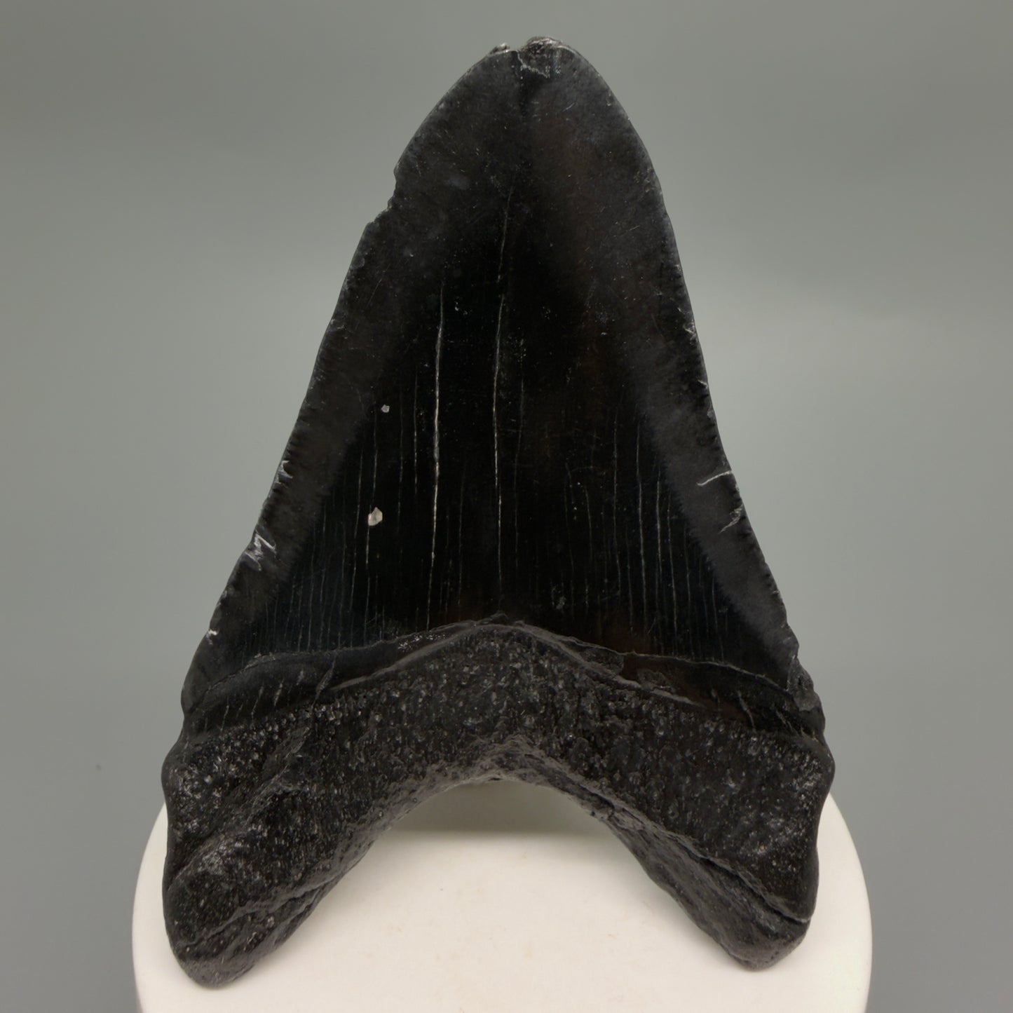 Back View Dark colors 3.28" Megalodon Tooth from South Carolina CM6249
