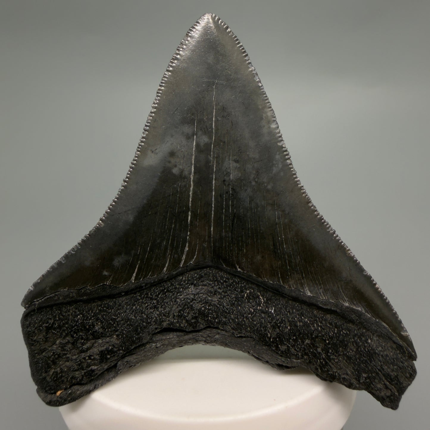 Back View Colorful, sharply serrated 3.07" Fossil Megalodon Tooth from South Carolina CM6247