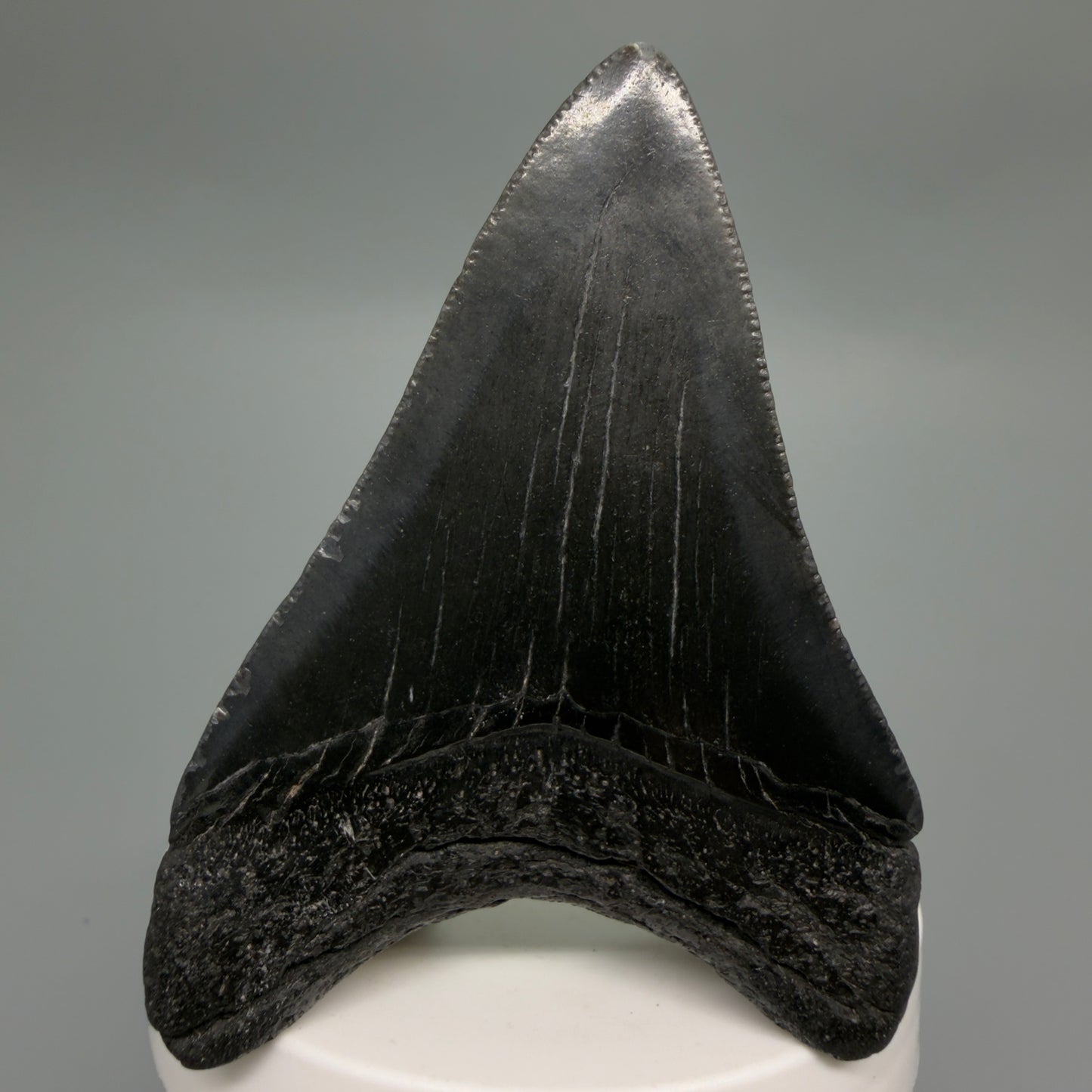 Back View Dark colors 3.00" Megalodon Tooth from South Carolina CM6246