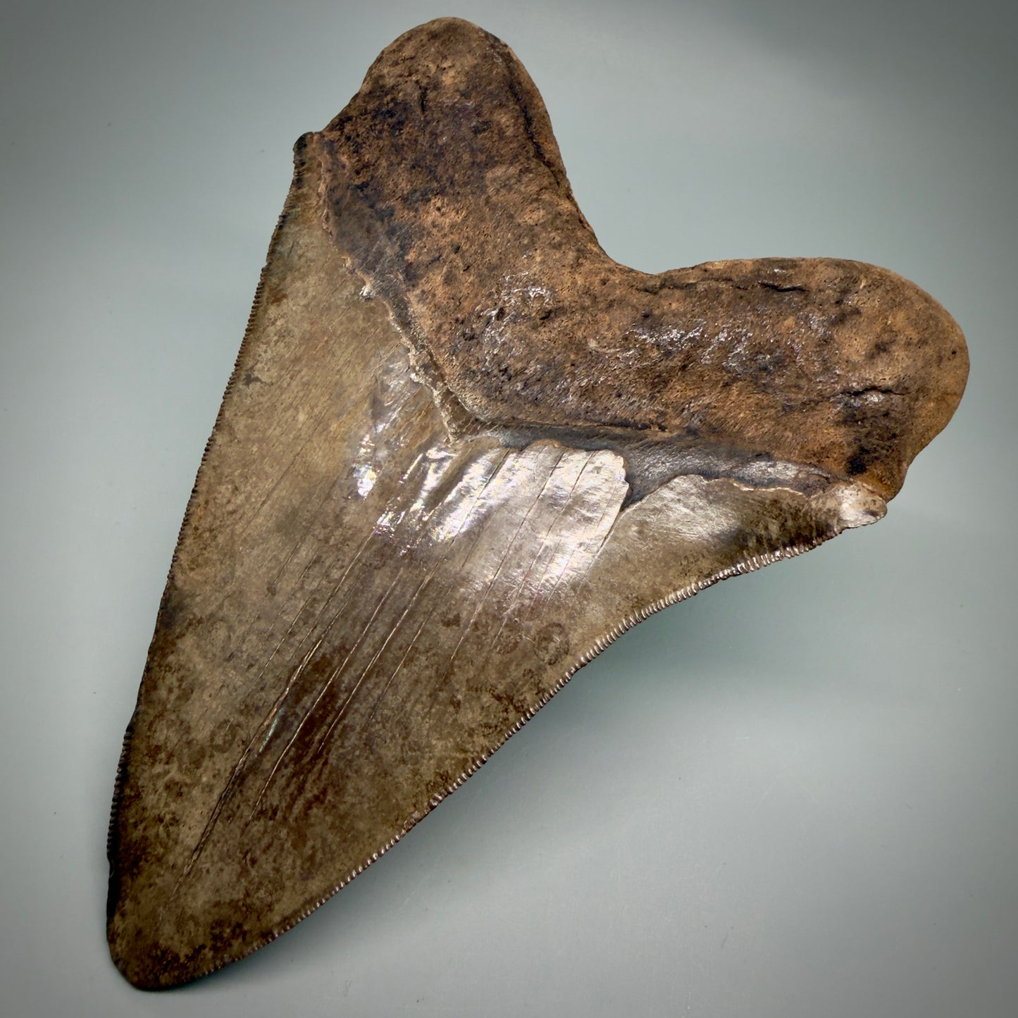Back Right View Exquisite, Collector's Quality, large 5.87" Megalodon Tooth from the Saint Mary's River, GA CM6274