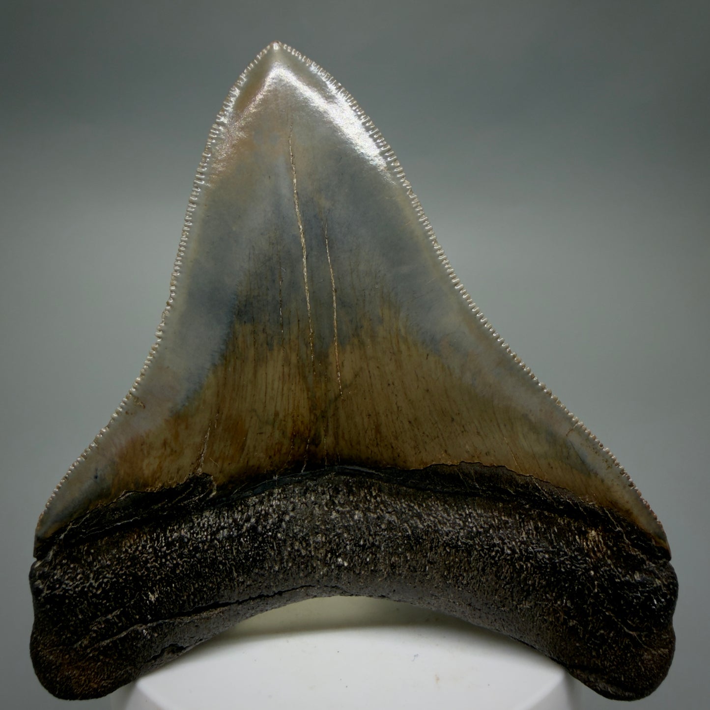 Back View Colorful, high quality lateral 3.61" Fossil Megalodon Tooth from Georgia, USA CM6268