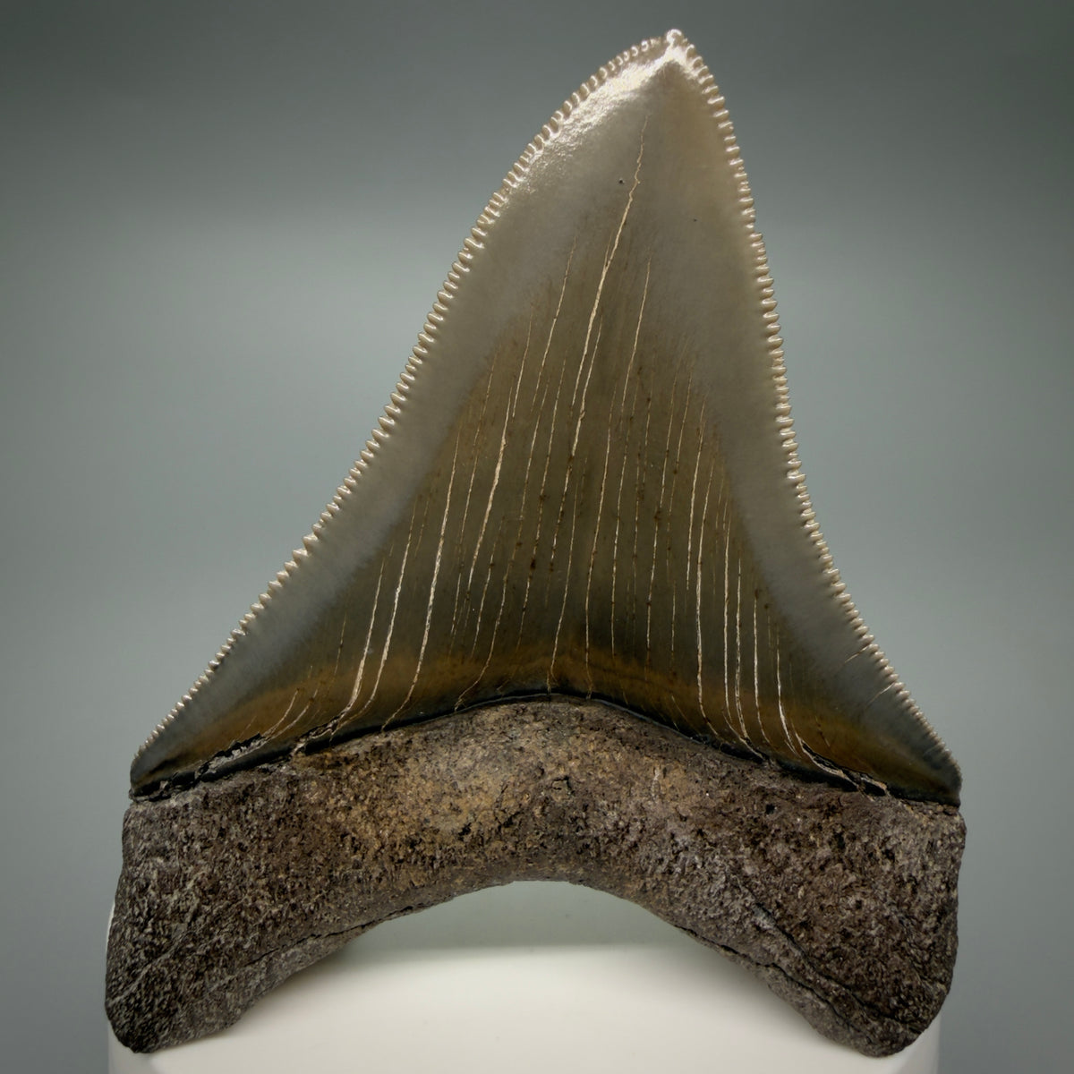 Back View Colorful, sharply serrated 2.98" Fossil Megalodon Shark Tooth - Georgia CM6265