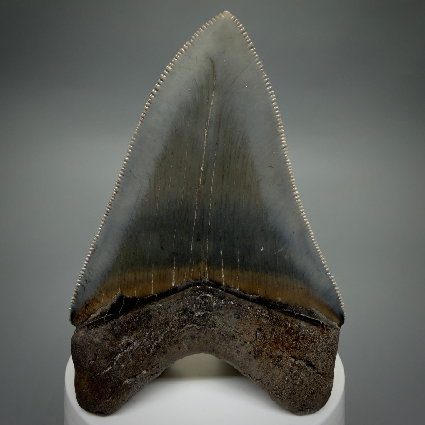 Back View 3.42" Fossil Megalodon Shark Tooth - Georgia - sharply serrated - Collector's Quality CM6266