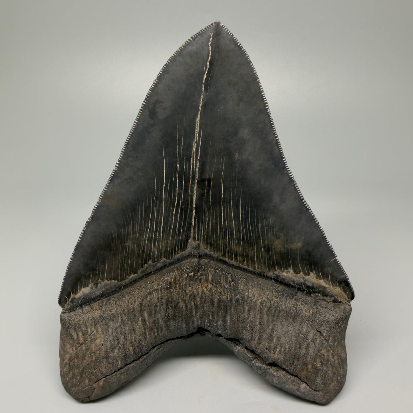 Back View Authentic 5.54" Collector Megalodon Tooth from South Carolina – Collector's Quality CM5413