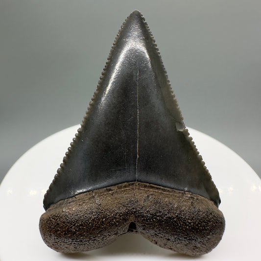 Beautiful, sharply serrated 2.03" Fossil Great White Tooth from South Carolina GW1072 - Front