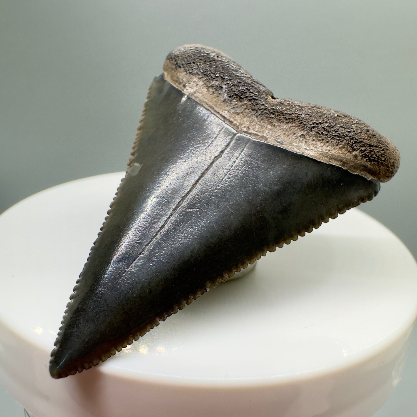 Beautiful, sharply serrated 2.03" Fossil Great White Tooth from South Carolina GW1072 - Front right