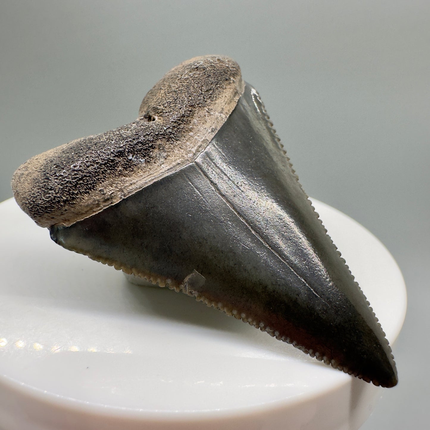 Beautiful, sharply serrated 2.03" Fossil Great White Tooth from South Carolina GW1072 - Front left