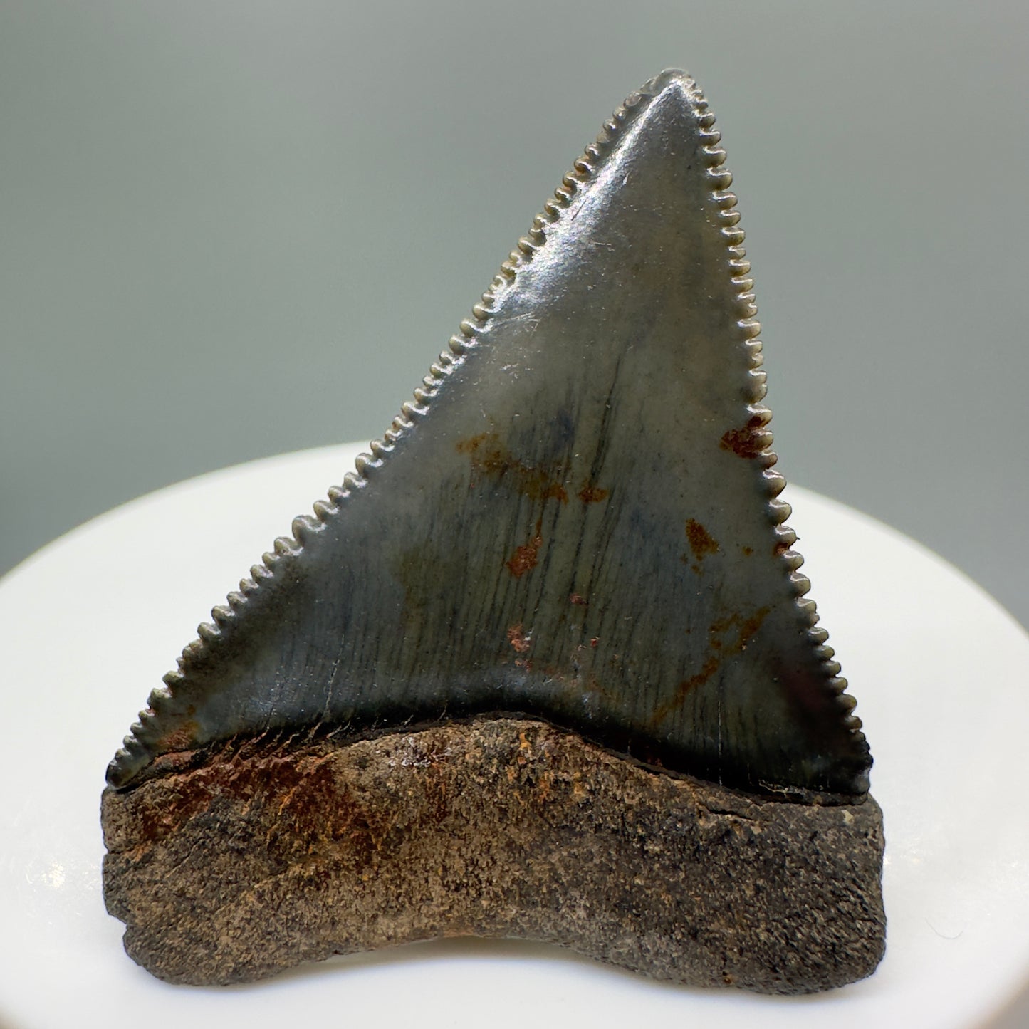 Great White Shark Tooth 1.68" Sharply Serrated from South Carolina GW1071 - Back