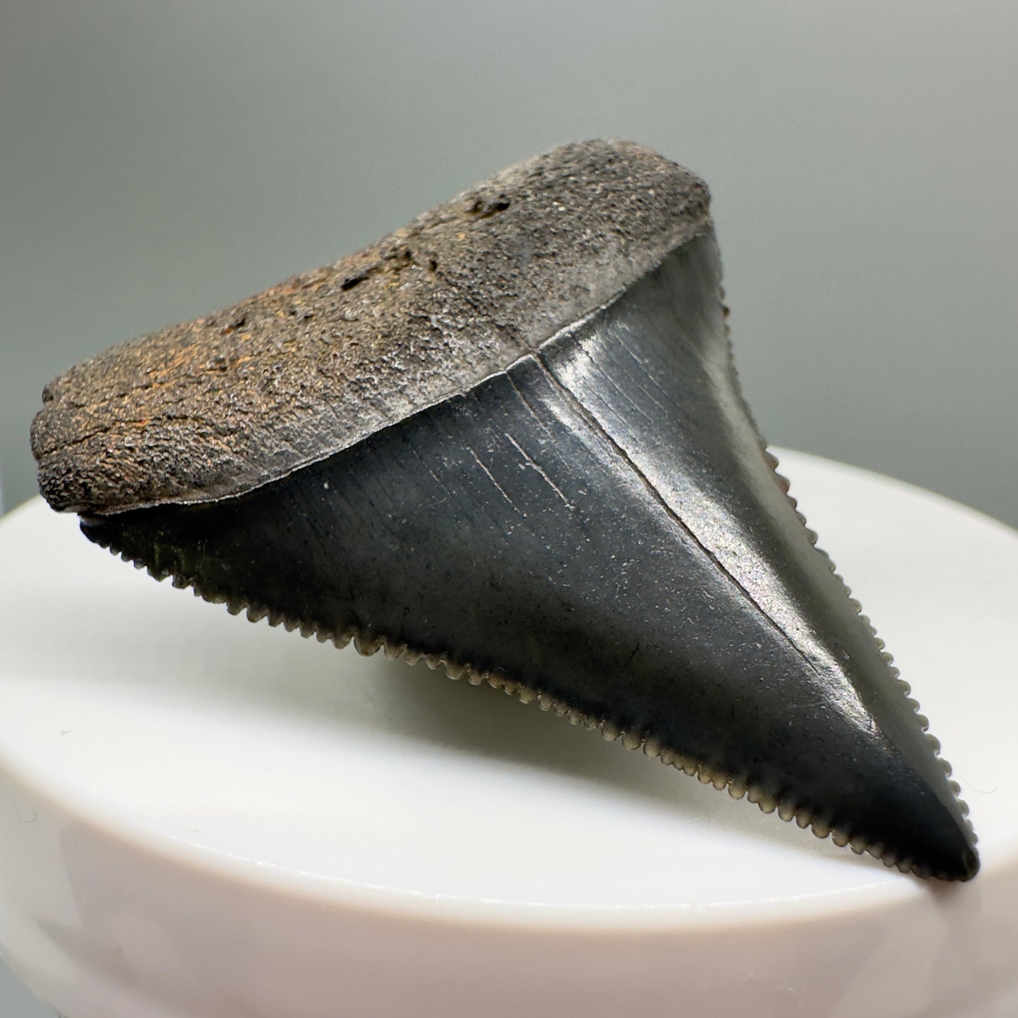 Great White Shark Tooth 1.68" Sharply Serrated from South Carolina GW1071 - Front Left