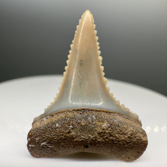 Lower colorful 1.07" Sharply Serrated Fossil Great White Shark Tooth from Peru GW1066 - Front