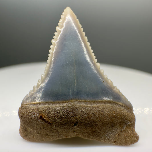 Blue colors, Juvenile 0.89" Sharply Serrated Fossil Great White Shark Tooth from Peru GW1065 - Front
