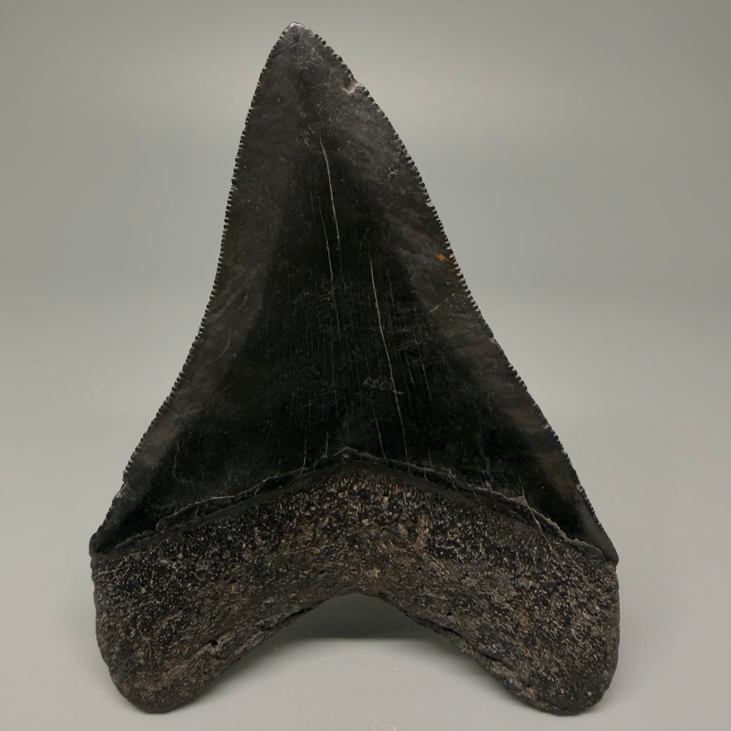 Back View Authentic 4.21" Collector Megalodon Tooth – Jet Black Fossil Megalodon Tooth from South Carolina for Sale CM5406