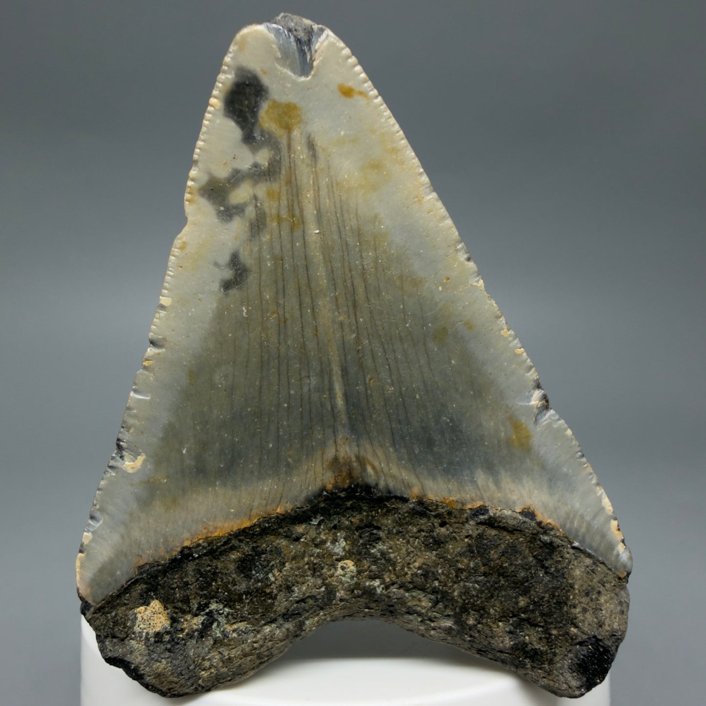 Back View Colorful 2.78" Fossil Megalodon Tooth - Authentic Carcharocles megalodon Fossil from North Carolina CM6294