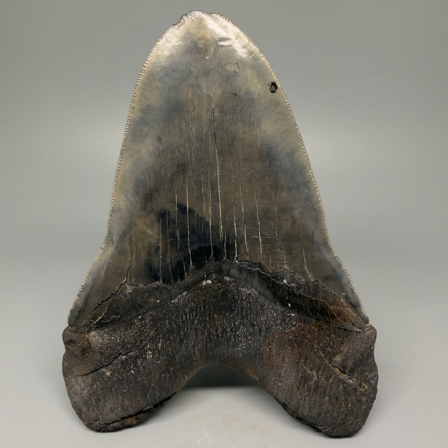 Back View 6.14" Authentic Megalodon Tooth – Massive South Carolina Fossil CM5402
