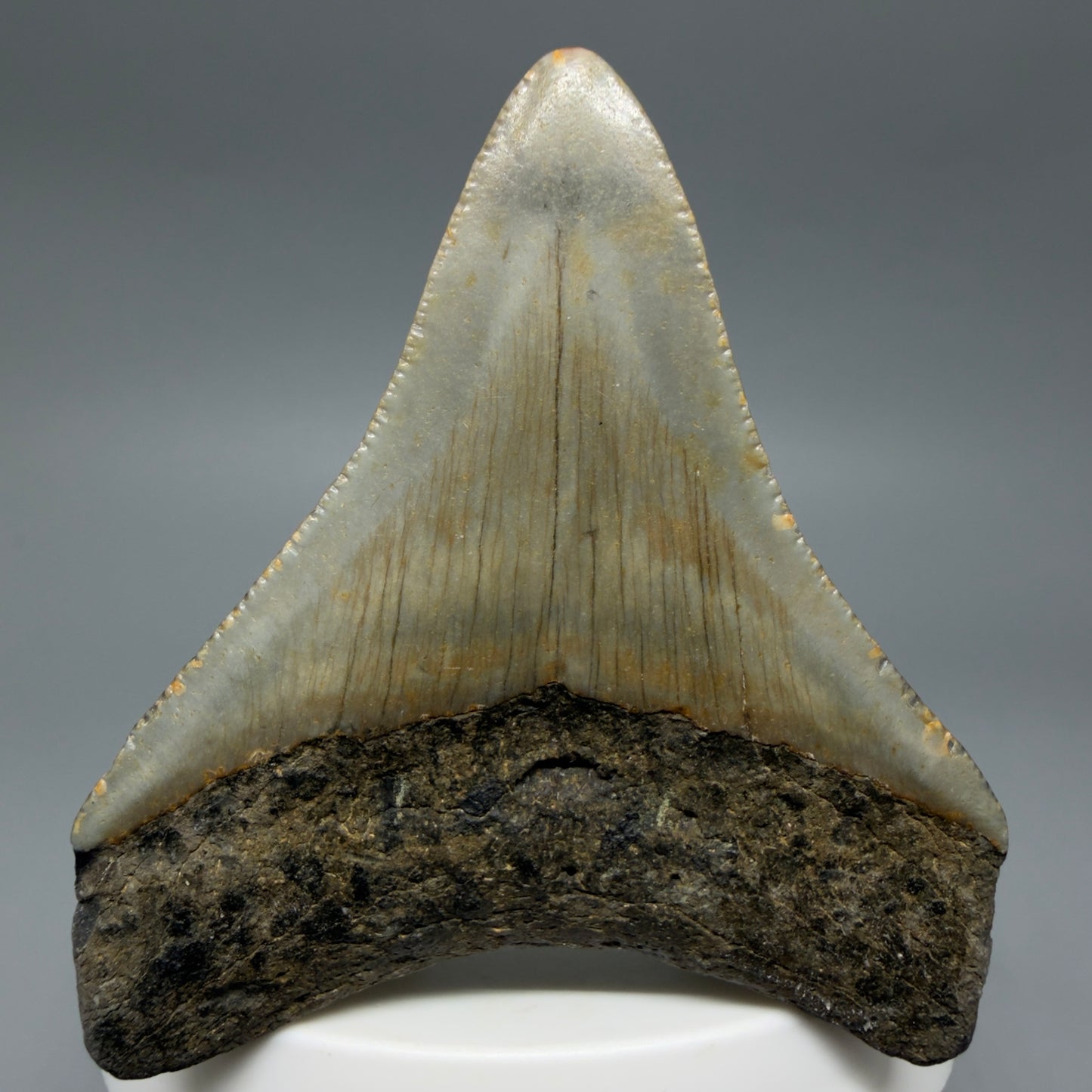 Back View Colorful 2.51" Fossil Megalodon Tooth - Authentic Carcharocles megalodon Fossil from North Carolina CM6292