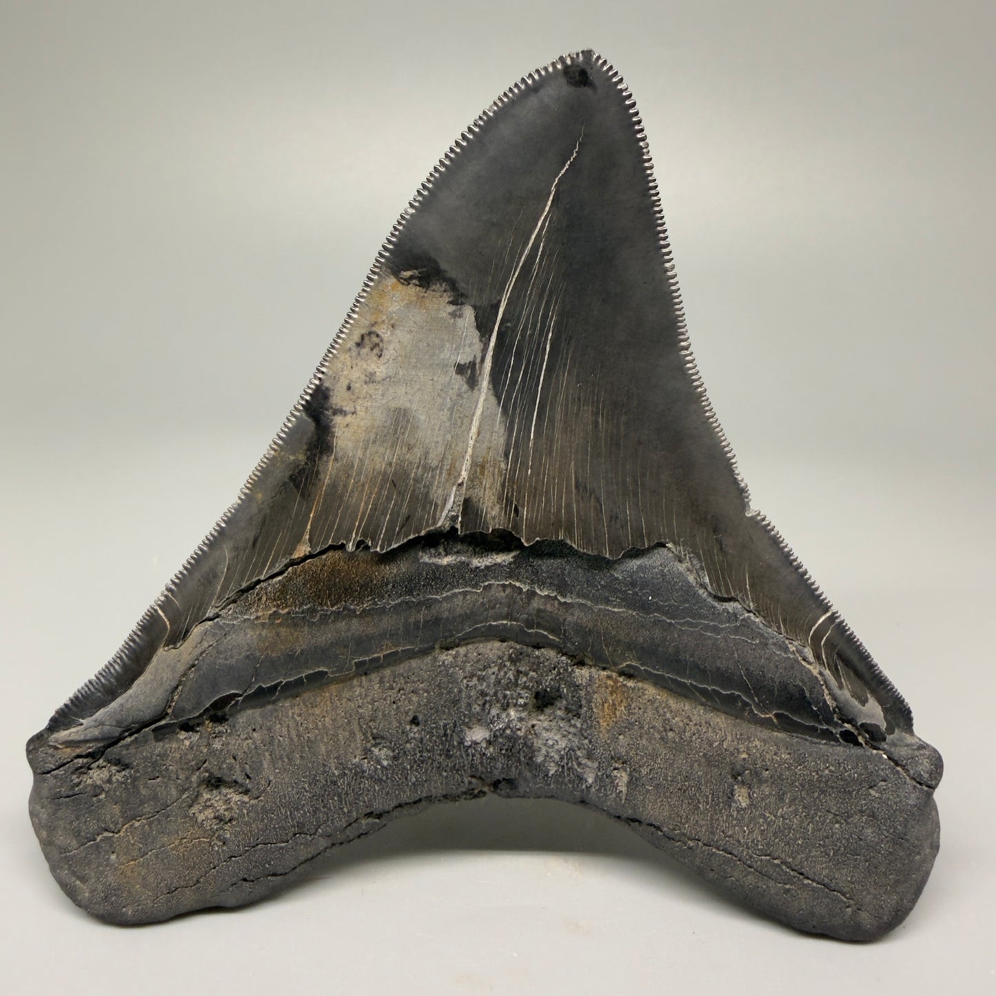 Back View Authentic 4.59" Lateral Megalodon Tooth – Colorful Fossil Megalodon Tooth CM5409