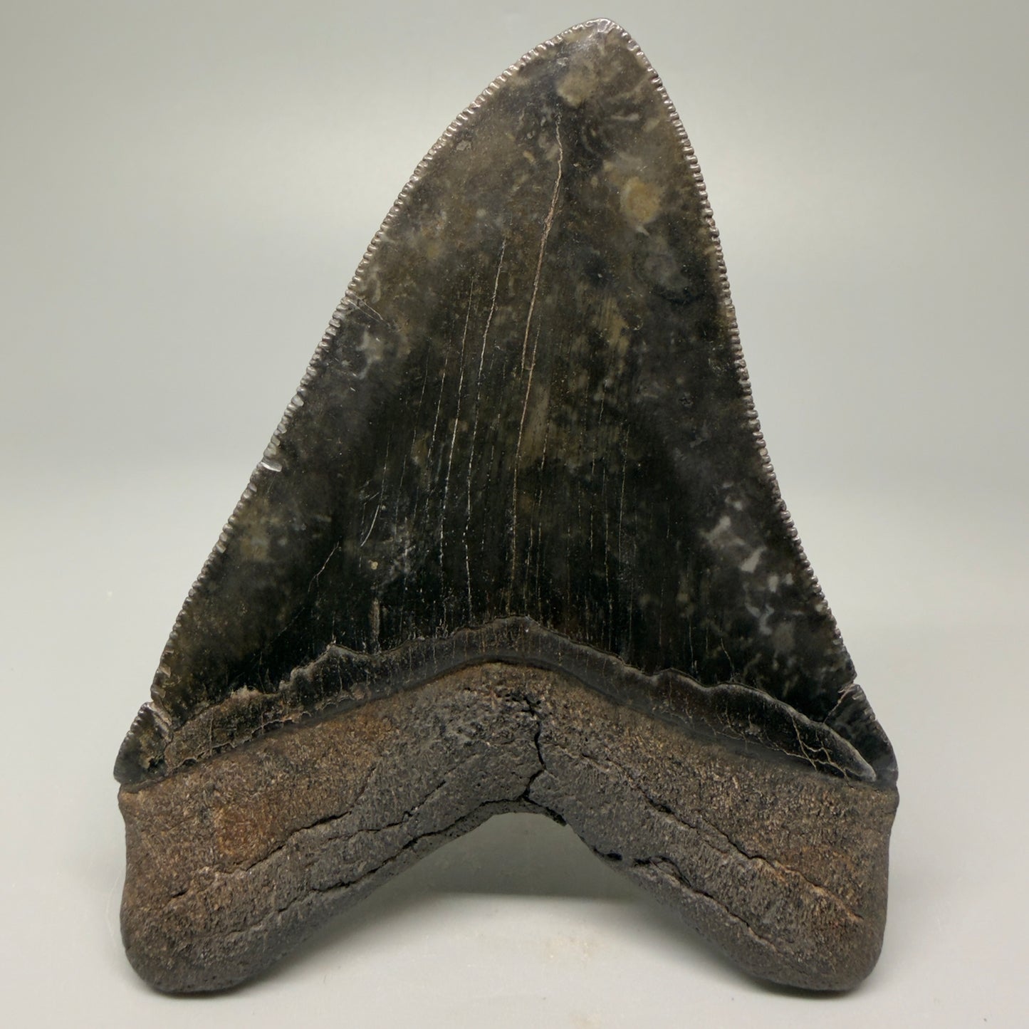 Back View Authentic 4.29" Collector Megalodon Tooth – Jet Black Fossil Megalodon Tooth from South Carolina for Sale CM5407