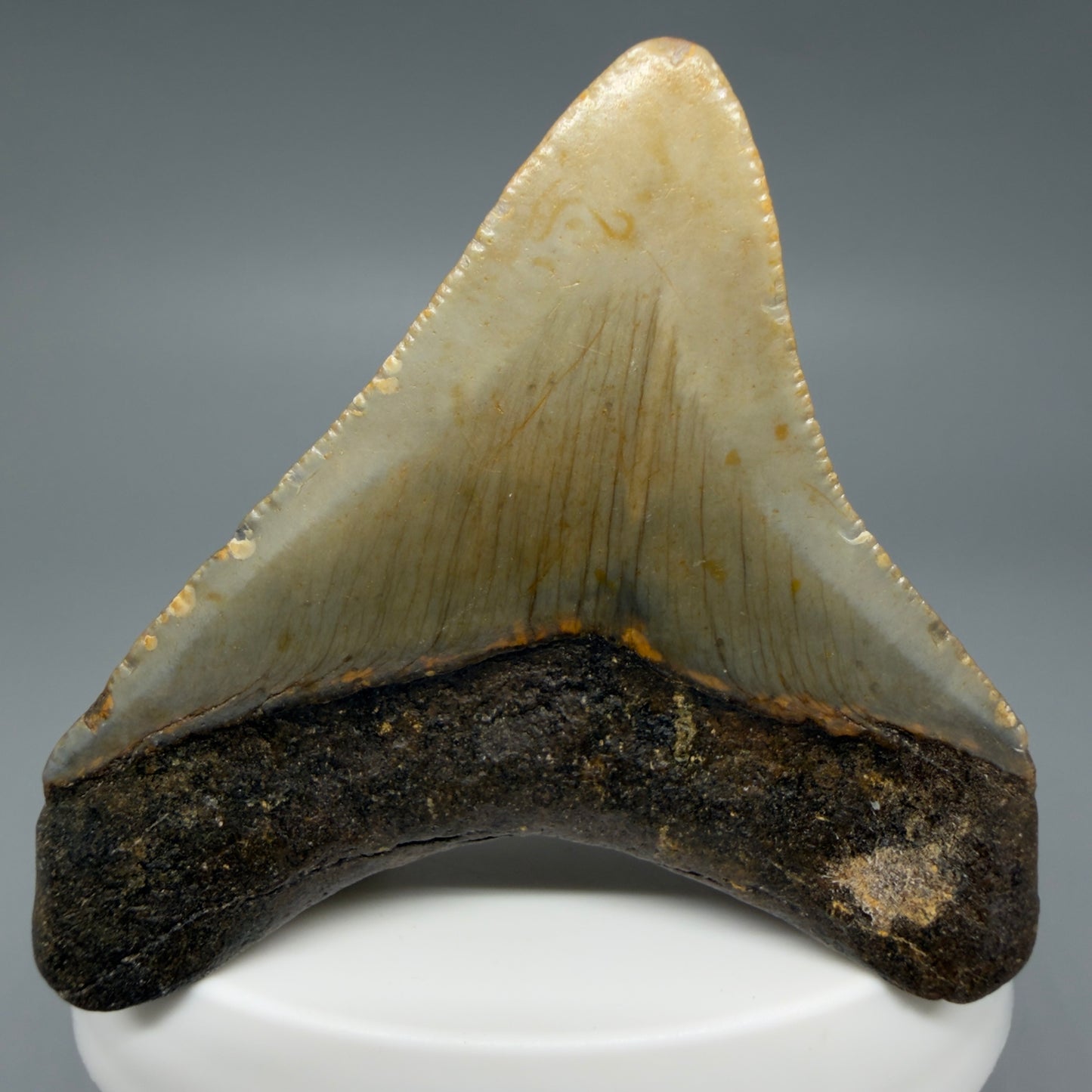Back View Colorful 2.37" Fossil Megalodon Tooth - Authentic Carcharocles megalodon Fossil from North Carolina CM6287