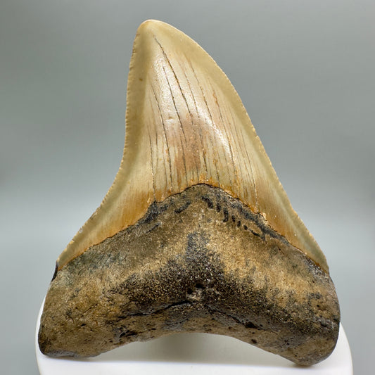 North Carolina  3.17" Fossil Megalodon Tooth CM4637 - Front