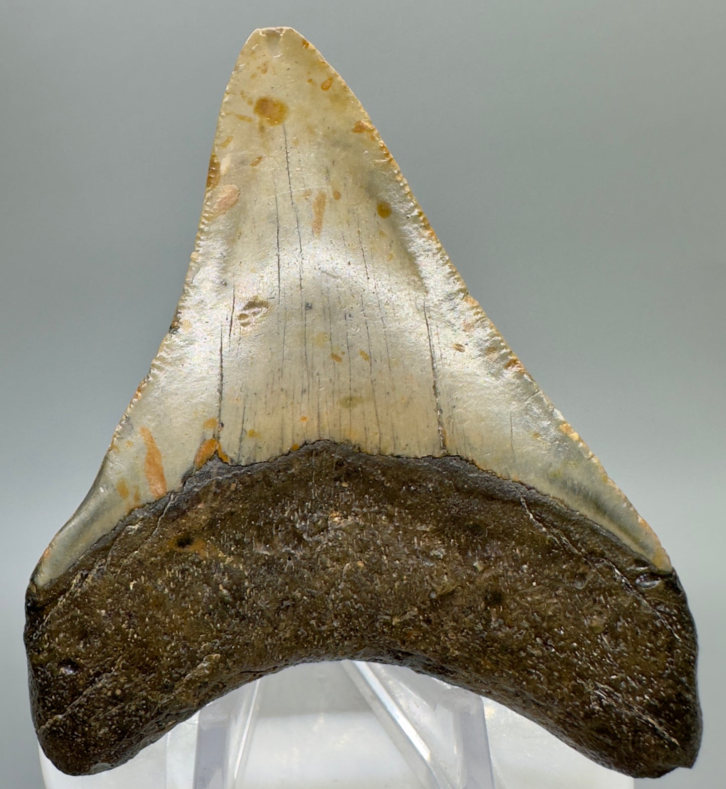 Colorful 3.37" Fossil Megalodon Tooth from North Carolina CM4638 - Back