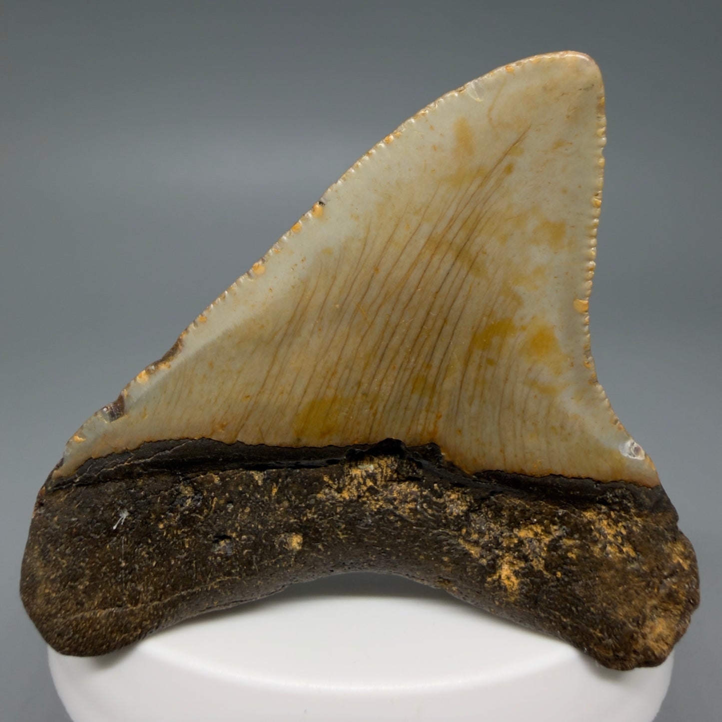 Back Left View Colorful 2.53" Fossil Megalodon Tooth - Authentic Carcharocles megalodon Fossil from North Carolina CM6286