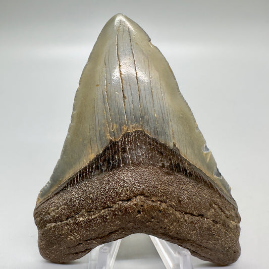 Colorful 3.93" Fossil Megalodon Tooth from North Carolina CM4640 - Front