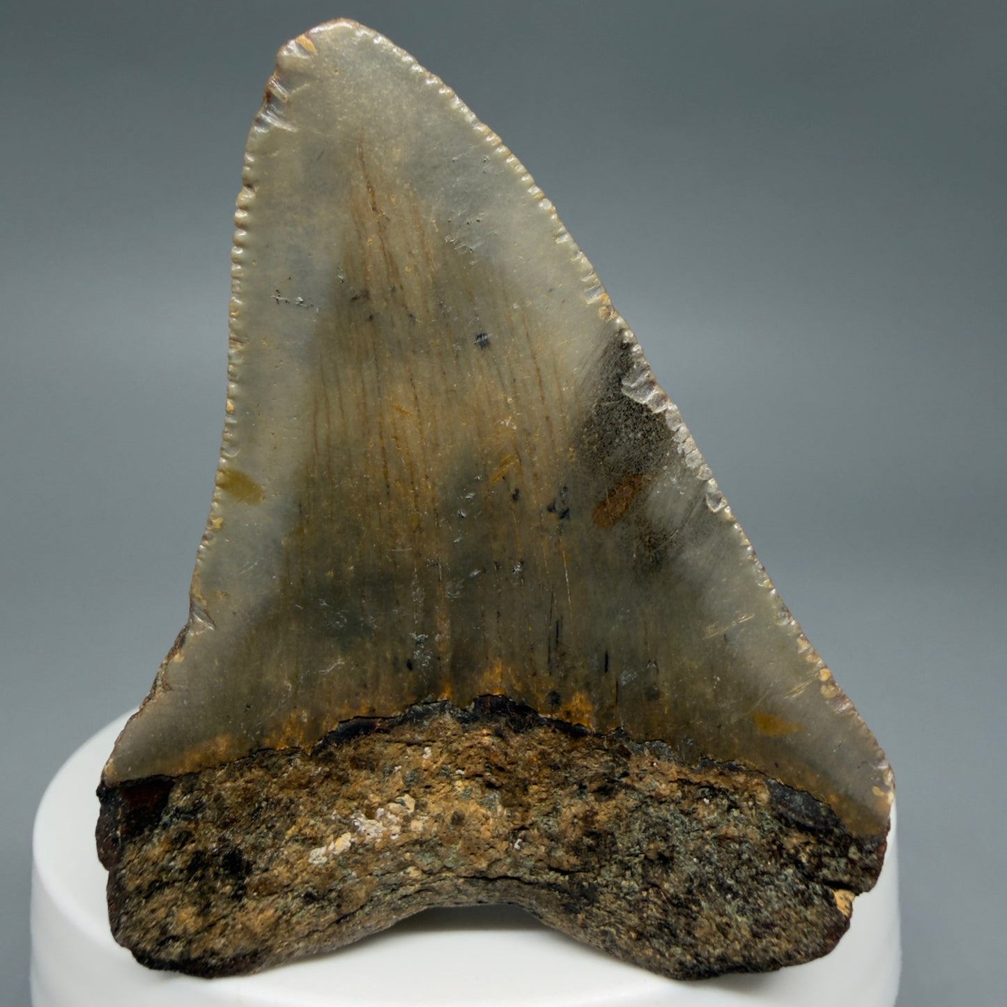 Back View Colorful 2.28" Fossil Megalodon Tooth - Authentic Carcharocles megalodon Fossil from North Carolina CM6283