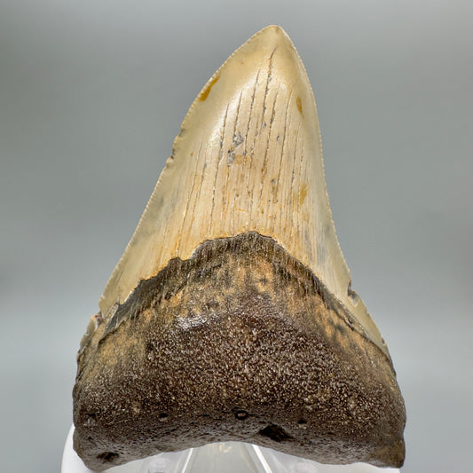 Colorful 3.77" Fossil Megalodon Tooth from North Carolina CM4639 - Front