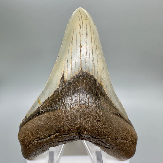 Colorful 4.13" Fossil Megalodon tooth from South Carolina CM4541 - Front