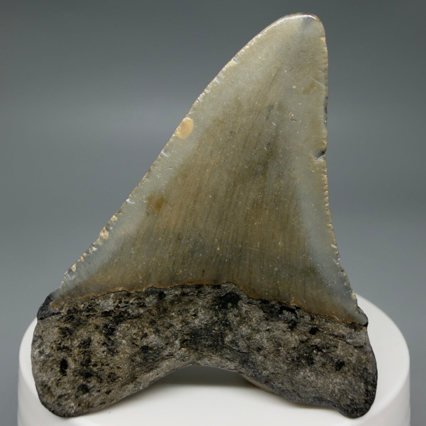 Back View Colorful 2.37" Fossil Megalodon Tooth - Authentic Carcharocles megalodon Fossil from North Carolina CM6284