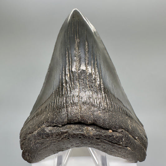 Dark colors 4.42" Fossil Megalodon Tooth: Scuba Diving Discovery from South Carolina CM4653 - Front