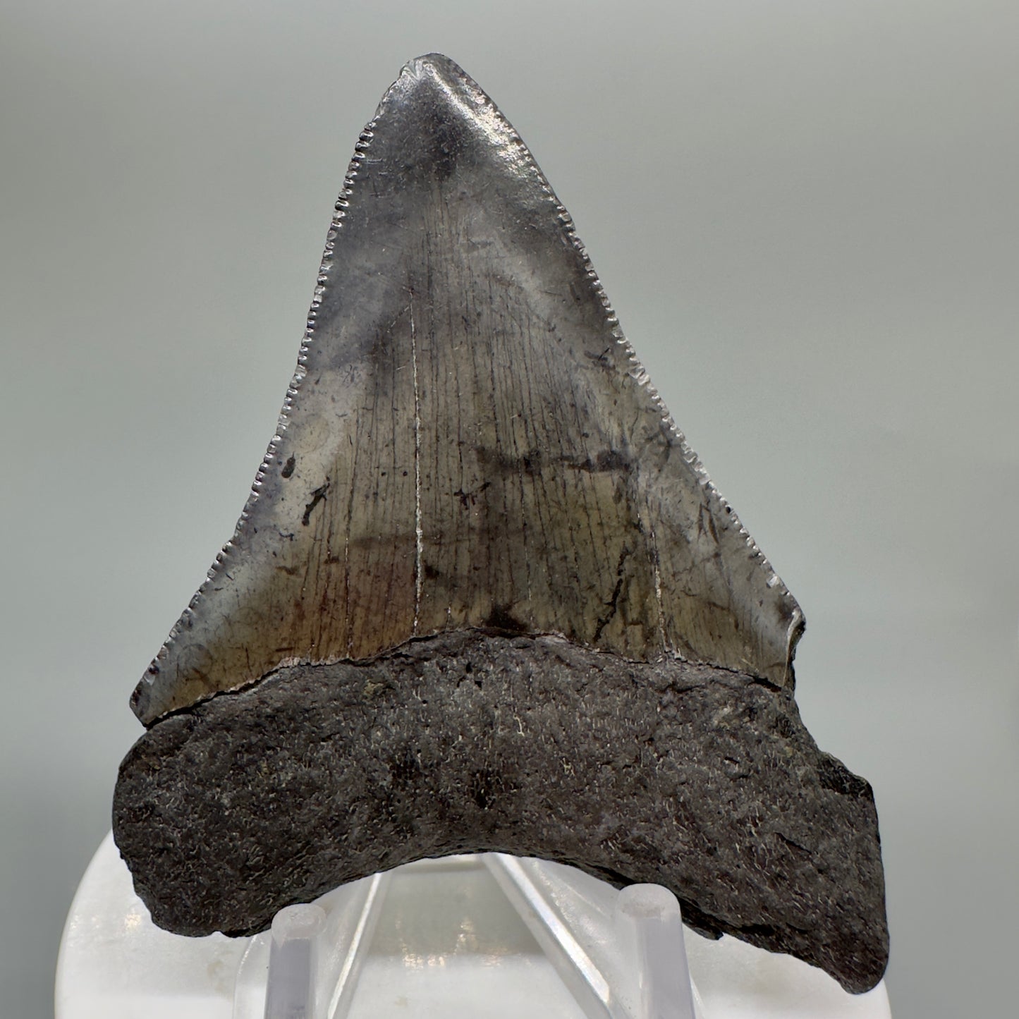 Dark colors 3.02" Fossil Megalodon Tooth from Southeast USA