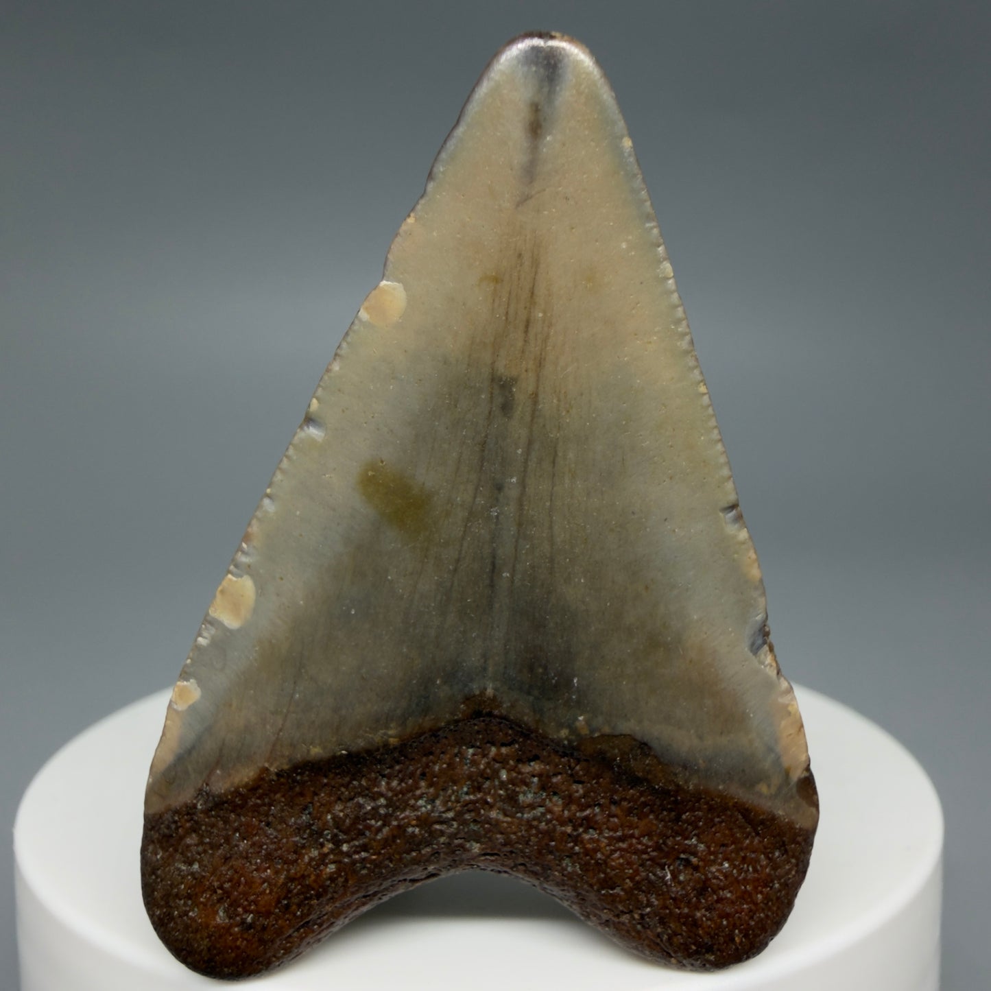 Back View Colorful 1.94" Fossil Megalodon Tooth - Authentic Carcharocles megalodon Fossil from North Carolina CM6280